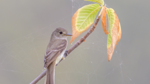 A Willow Flycatcher perches near the end of a branch with spiderwebs