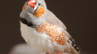 A Zebra Finch looks towards the viewer with head leaned to the side inquisitively