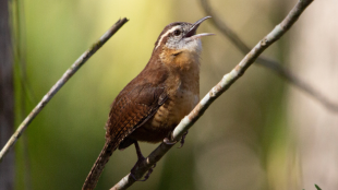 A Carolina Wren sings from a branch softly illuminated in the shade