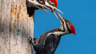 An adult Pileated Woodpecker feeds two chicks with their heads peaking out of the nest hole