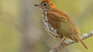 A Wood Thrush perches on a branch in profile, in soft sunlight