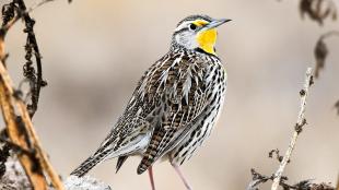 Meadowlark at Valle de Oro