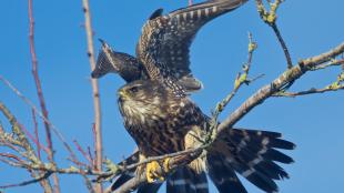 Merlin readying for takeoff