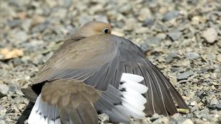 Mourning Dove on the ground, wings spread out while sunning itself