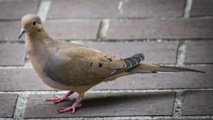 Mourning Dove standing on brick paving