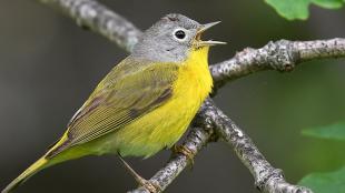 A small songbird with grey head, lemon yellow breast and olive green-yellow wings sits on a branch singing while facing viewer's right.