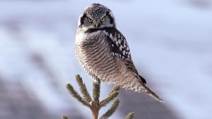 Northern Hawk-Owl