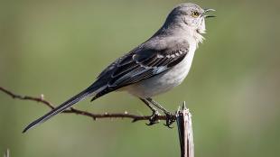 Northern Mockingbird