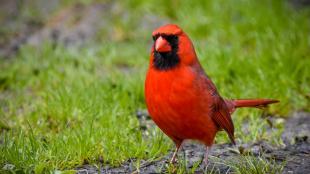 Bright red male Northern Cardinal, with his black mask and red beak, stands on a green grassy area.