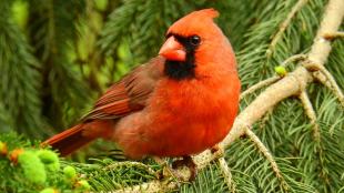 Northern Cardinal