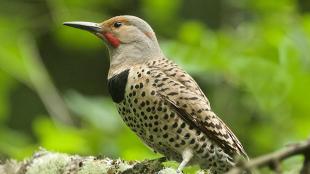 Northern Flicker