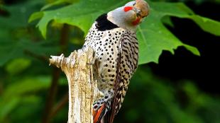 A male Northern Flicker atop a vertical branch, giving a quizzical head-tilted look at the viewer