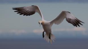 Northern Gannet puts on the brakes