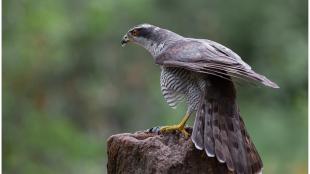 Northern Goshawk