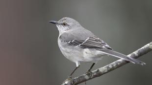 A small bird with warm gray plumage on head and back, with lighter gray on breast and belly. It has a short black beak and golden eye. 