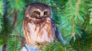 Northern Saw-whet Owl