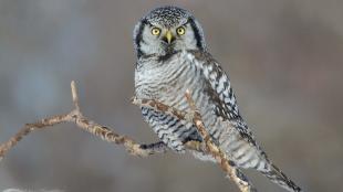 Northern Hawk Owl