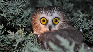 Northern Saw-whet Owl