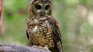 Northern Spotted Owl