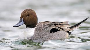 Northern Pintail