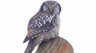 Northern Hawk Owl