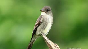 Olive-sided Flycatcher