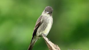 A small trim bird looks directly at the viewer as it perches on the end of a broken branch.