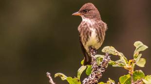 A small brown and white bird with short sharp beak is perched atop a leafy branch