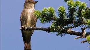 Olive-sided Flycatcher