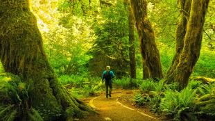 A hiker walks through Olympic National Park