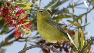 Orange-crowned Warbler