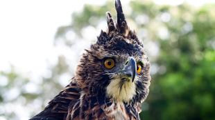  An Ornate Hawk-Eagle, its head and neck are handsomely patterned in black, white and rust below a tall black crest. It has vivid gold eyes.