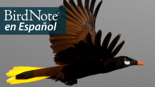 A Montezuma Oropendola flies to the viewer's right. "BirdNote en Español" appears in the upper left corner.