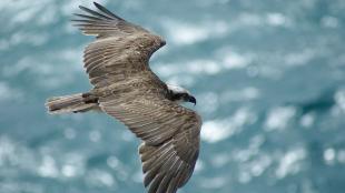 Osprey seen from above as it flies over sunlit water