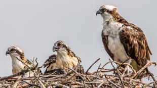 Osprey adult with two chicks in a nest