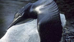 Sculpture of Kingfisher by Tony Angell