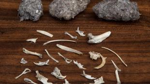 Owl pellets