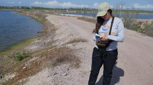 Juanita Fonseca stands in sunlight on the edge of a shrimp farm while she collects data about migrating shorebirds