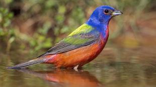 A vivid mult-colored Painted Bunting stands in a pool of water