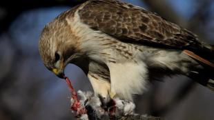 Pale Male, New York City Red-tailed Hawk