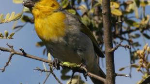 Palila, endangered Hawaiian