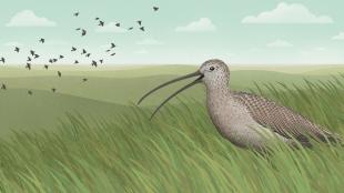 Palouse Prairie Curlew