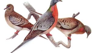 Passenger Pigeon illustration, Offset reproduction of watercolor by Louis Agassiz Fuertes (1874-1927)