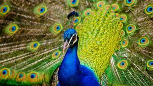 A peacock facing forward, his vivid blue head and body in front of his fanned out iridescent green "eye" patterned tail