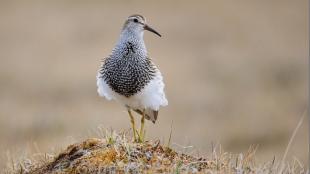 Pectoral Sandpiper