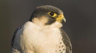 Peregrine Falcon