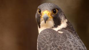 Peregrine Falcon looking toward the camera over its left shoulder. 