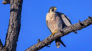 Adult Peregrine Falcon perched on a tree limb with clear blue sky in background