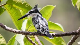 Pied Kingfishers, with black and white plumage and very long black beak, sits perched on a branch.