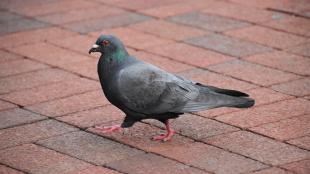 Pigeon seen in profile as it walks across paving stones